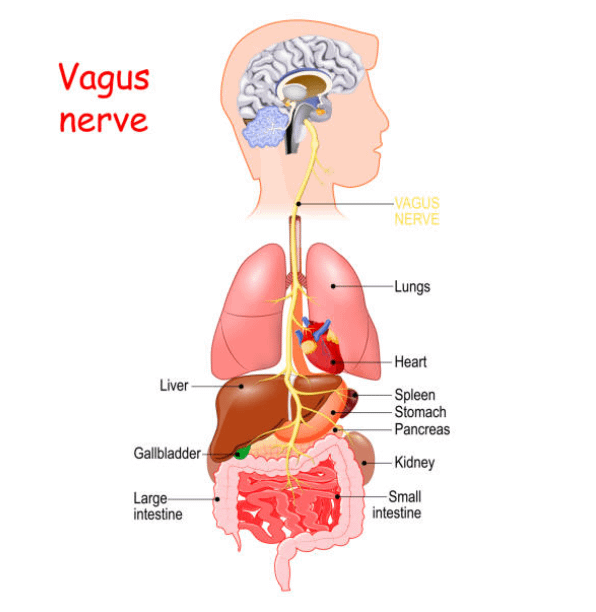 Il nervo vago: il ponte tra intestino e mente positiva